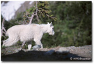 Glacier National Park (7): Baby montain goat 