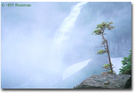 Glacier National Park (11)： 雾，松，和瀑布 