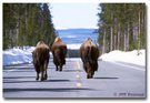 Yellowstone (2): 牛儿走在大路上 