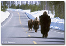 Yellowstone (3): 牛儿走在大路上II 