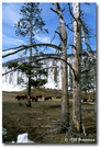 Yellowstone (4): 更多的牛儿 