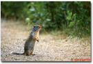 Glacier National Park (14): Ground Squirrel 