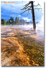 Yellowstone (11): Lower Geyser Basin 2 