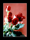 窗台上的红玫瑰 