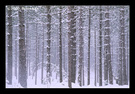 “下雪了”(6)：林间 