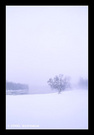“下雪了”(7)：孤立 
