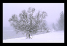 “下雪了”(8)：好大一棵树 