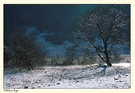 【冬日童话·九寨】树的早晨 