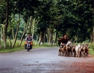 《路--摩托与羊群》 