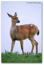 Olympic National Park: Deer 