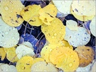 秋雨 