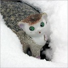 下山虎 