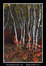 白桦红叶（竖幅）－秋到坝上 