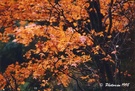 晚秋行旅 -  四川米亚罗的红叶. 