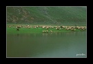 湖畔的羊 