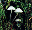 温带雨林里的蘑菇 