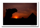 出埃及记---大漠落日 
