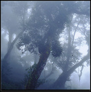 雾-树 