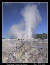 春到新西兰－Puhutu地热喷泉 