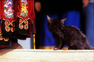 动物习作-黑猫-2 