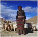 西藏--挤牛奶大妈。 