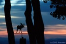 Moose silhouette 