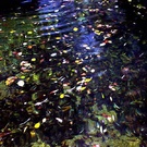 糖水一张——莫奈风格的池塘 
