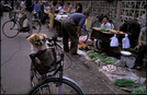 小街故事（24）：小羊宜宾胡同农贸市场 