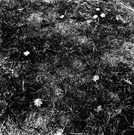 草地上的野菊花 