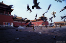 北京印象：鸽子－1 
