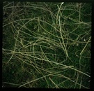 草地上的干树枝 