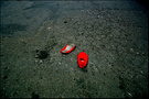 被丢弃的红鞋子 