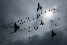 印度--电线上的鸽子 