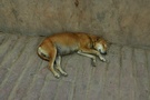 印度--熟睡的母狗 