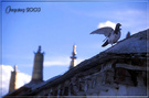 030813桑耶寺——鸽子 