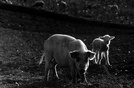 山猪和山羊 