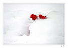 情人节之雪中玫瑰 