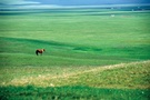 献给那么蓝——广袤大草原上一匹特立独行、孤独求索的马 