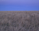 冬天荒草地的黄昏 