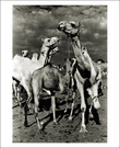 骆驼市场（Camel market） 