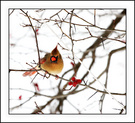 红果树上的小鸟 