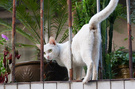 阳台上的小白猫 