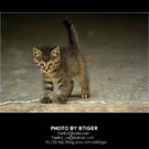 防盗门内的猫系列－看守粮库的猫 