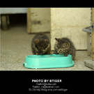 防盗门内的猫系列－看守粮库的猫 