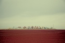 红海滩·辽河油田 