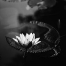 黑白 睡莲 