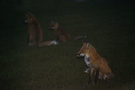 后院里的小狐狸：猎者和猎物 