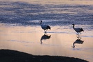 狮泉河－扎达－普兰 黑颈鹤，拍摄于日土