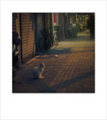 一个哲学家 1：华灯初上.这只猫一动不动气定神闲的坐在街边.就象一个在思考人生问题�