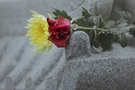又是一年清明时 5一个很漂亮的女子，去世时才29岁，这是她墓碑上放的两朵花。